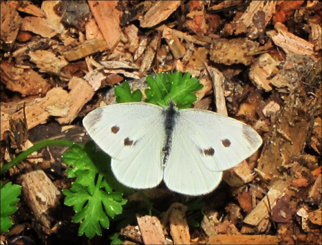 Adirondack Butterflies:  Cabbage White (16 June 2012)